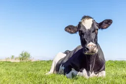 Slachting onder kleine melkveehouders: meer dan 2.000 boeren verdwenen in vier jaar tijd