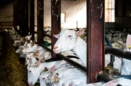 Onderzoek: omwonenden geitenstal krijgen vaker longontsteking