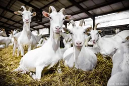 Ministers nemen onderzoek gezondheid rond geiten 'zeer serieus'