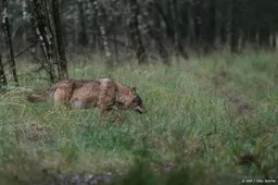 Weer een wolf doodgereden, nu in Gelderland