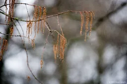 Kans op hooikoorts door vroege bloei hazelaars
