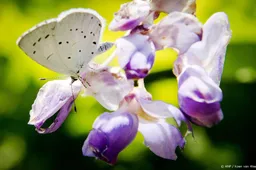 Dit jaar meer vlinders in lente, minder in zomer en najaar