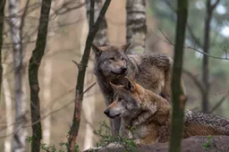 EINDELIJK ACTIE: Drenthe geeft bevel tot AFSCHIETEN van bloeddorstige probleemwolf! 'Hekken en stroom houden dit monster niet tegen'