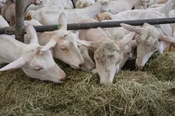 shutterstock_2673591547 (1)