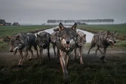 HORROR-SCENARIO: 2025 was bloedig wolvenjaar, maar 2026 wordt NOG erger! 'Ze zien ons als prooi'