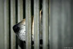 Belgische vrouw krijgt celstraf voor vasthouden man in hondenhok