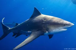 Sydney sluit stranden vanwege aanvallen door haaien