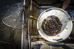 Delfland is wachten zat en gaat schadelijke rivierkreeften vangen