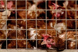 Vogelgriep ontdekt op kippenbedrijf Kesteren 
