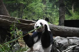 Grote drukte in dierentuin Japan voor afscheid panda's