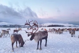 NEDERLAND IS AF: Telegraaf jubelt over vrouw die vluchtte naar Lapland. "Huis voor 27.000 euro en gratis zorg!"