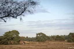 Werkgevers, boeren en bouw kritisch over Gelderse stikstofplannen