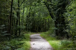 Rechtbank wijst beroep Hoge Veluwe over doden wolven af