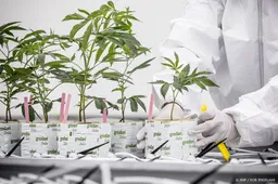 Derde verdachte aangehouden voor overval op legale wietkwekerij