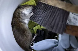 Begin dit jaar opnieuw veel zaken gesloten om plaagdieren