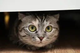 shutterstock_2670202035