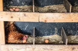 Onderzoek: meer PFAS in hobbyeieren bij groter scharrelgebied