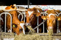 Drachtige melkkoeien vaak naar slachthuis, NVWA doet onderzoek