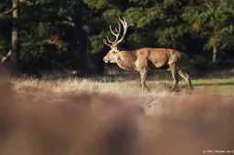 Hoge Veluwe opent jarenlang afgesloten ecoduct voor edelherten