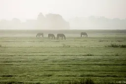 Code geel in westen, midden en noorden van het land om mist