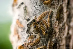 Eikenprocessierups duikt door warmte en zon vroeger op dan ooit