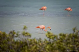 Bonaire vraagt 'snelle hulp' van Nederland om stijgende prijzen