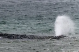 Bultrug bij Duitse kust toch weer gestrand