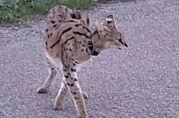 Levensgevaarlijk roofdier teistert Gelderland: Losgebroken serval jaagt bewoners Haaften de stuipen op het lijf