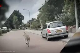 Levensgevaarlijk EU-experiment: wachten op het eerste doodgebeten kind door de wolf