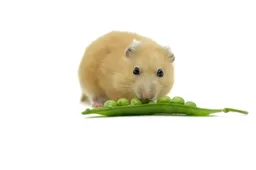 Dode muis in diepvriesbonen van de Jumbo: supermarktgigant scheept misselijk echtpaar af met miezerig excuus