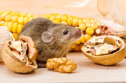 Eet smakelijk: Voor de derde keer een dode muis gevonden in diepvriesbonen van Jumbo