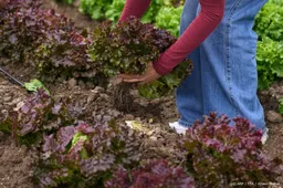 Consumentenbond: potgrond met turf schaadt natuur en klimaat