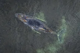 Gestrande walvis voor Duitse kust opgegeven