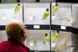 Zangvogeltentoonstellingen mogen weer, ondanks vogelgriep