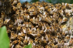 Ruim 150 gewonden bij massale aanval bijen op processie in Panama