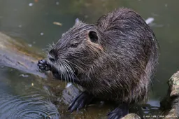 Onderzoekers zien veel meer bevers dan gedacht in Limburg
