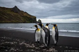 Keizerspinguïn door klimaatverandering nu bedreigde diersoort