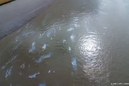 Gelekte olie uit Antwerpse haven dringt Zeeuwse natuur binnen