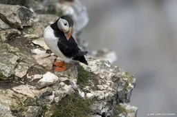 Tienduizenden papegaaiduikers aangespoeld aan Franse kusten