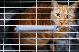 9 huisdieren dood gevonden in Bergentheim, mogelijk vergiftigd