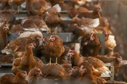 Ophokplicht pluimvee opgeheven, behalve in Gelderse Vallei