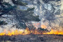 Meer regio's naar hoogste waarschuwingsniveau voor natuurbranden