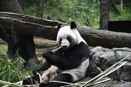 China stuurt panda's naar VS voor bezoek Trump aan Beijing