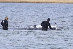 Bultrug Timmy wordt met een schip naar diepe wateren gebracht