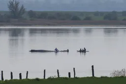 Reddingswerkers proberen bultrug Timmy met touwen weg te trekken