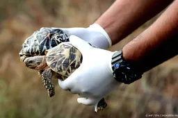 Vrouw op Thais vliegveld gepakt met 30 schildpadden onder kleding