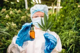 Levensgevaarlijke hype doorgeprikt: Erasmus MC waarschuwt zwangere vrouwen keihard voor 'onschuldige' cannabisolie