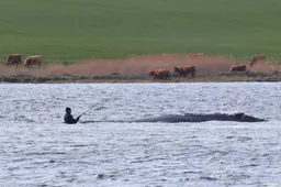 Bultrug Timmy vrijgelaten in de Noordzee