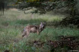 Als laatste provincie is ook in Zuid-Holland een wolf gezien