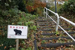 Recordaantal beren gezien en gedood in Japan
